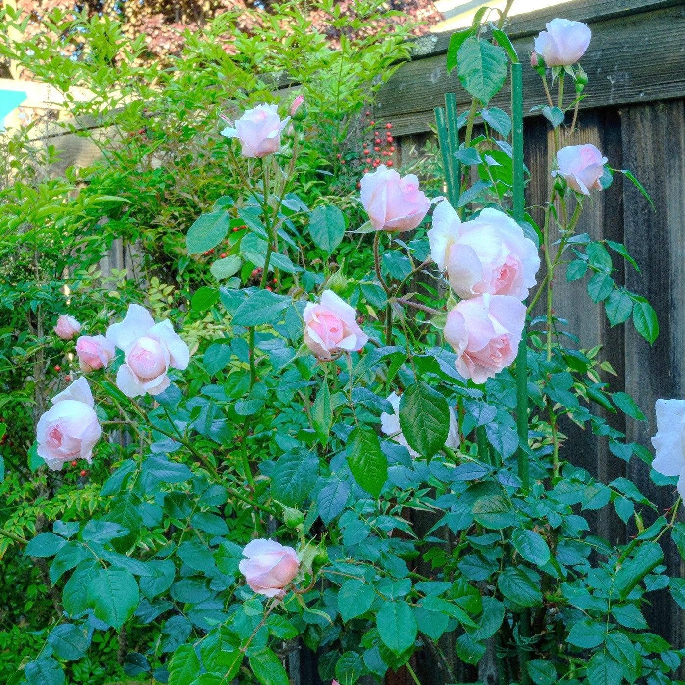 Rosa - The Wedgwood Climbing Rose