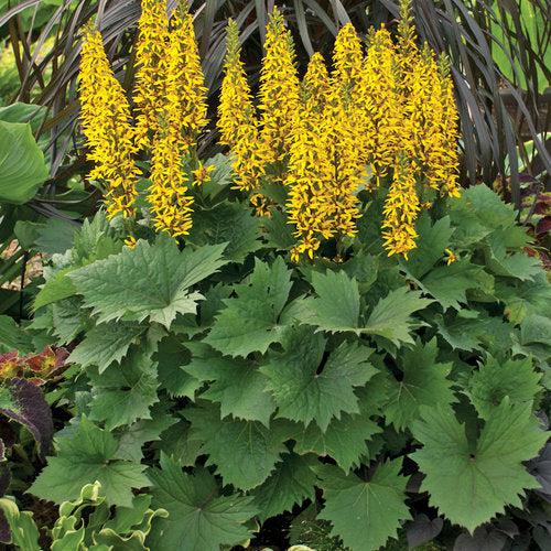 Ligularia - Bottle Rocket Leopard Plant