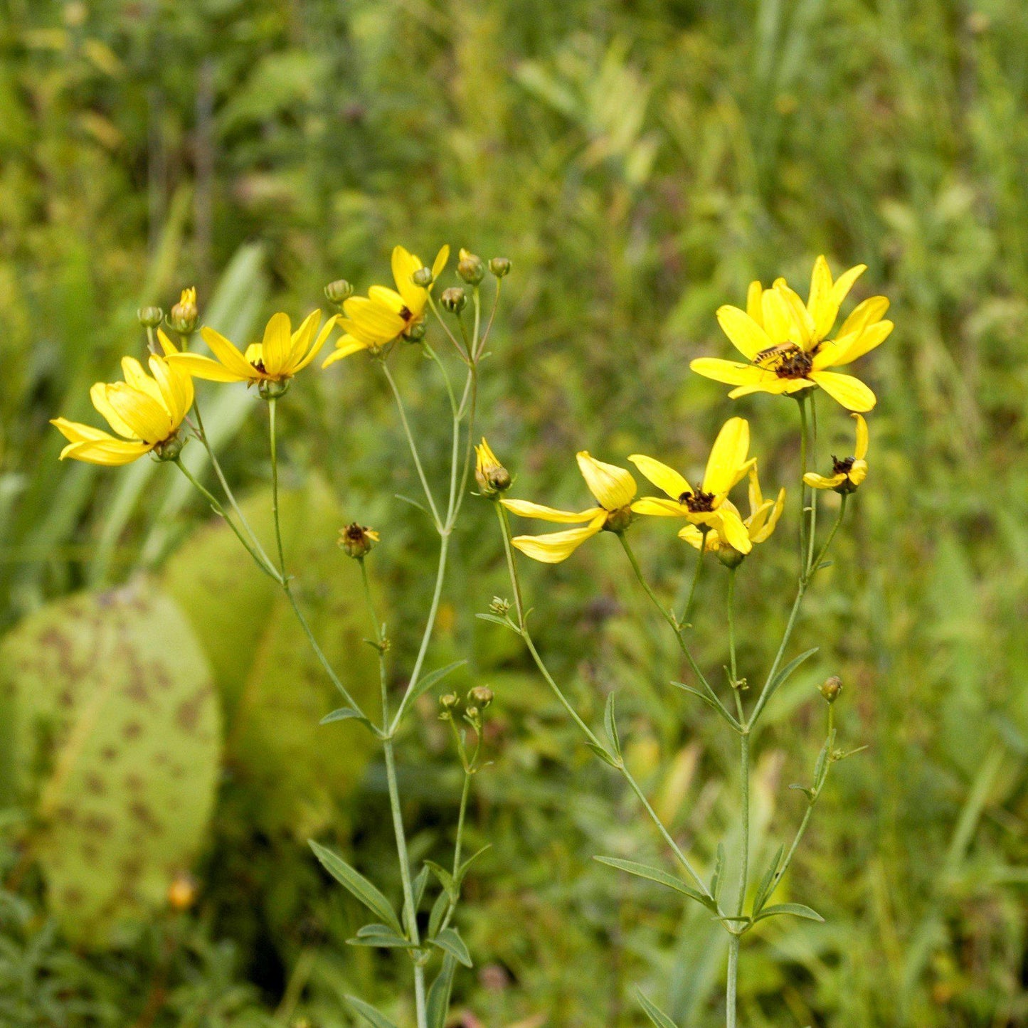 Coreopsis tripteris - Gold Standard Tall Tickseed