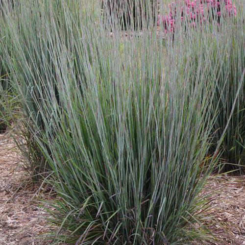 Schizachyrium scoparium - 'Blue Paradise' Little Bluestem