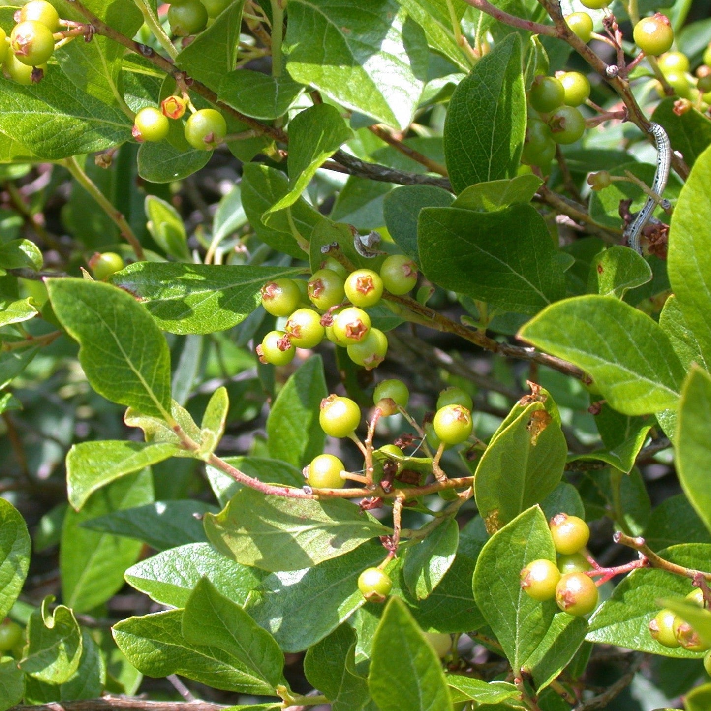 Gaylussacia baccata  - Black Huckleberry
