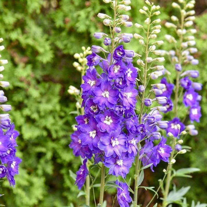 Delphinium elatum - PW® Violets Are Blue Delphinium
