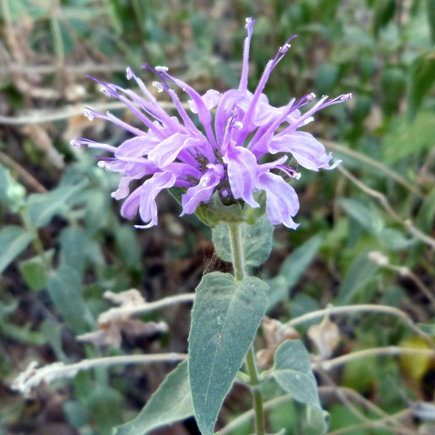 Monarda - Sugar Buzz® Blue Moon Bee Balm