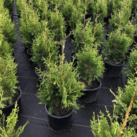 Thuja standishii x plicata - Green Giant Arborvitae