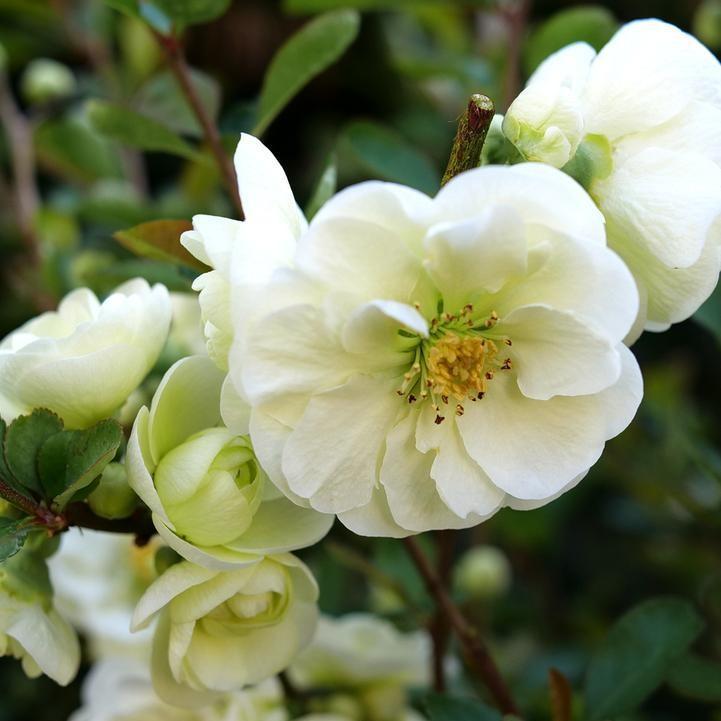 Chaenomeles speciosa - PW® Double Take™ Eternal White® Flowering Quince