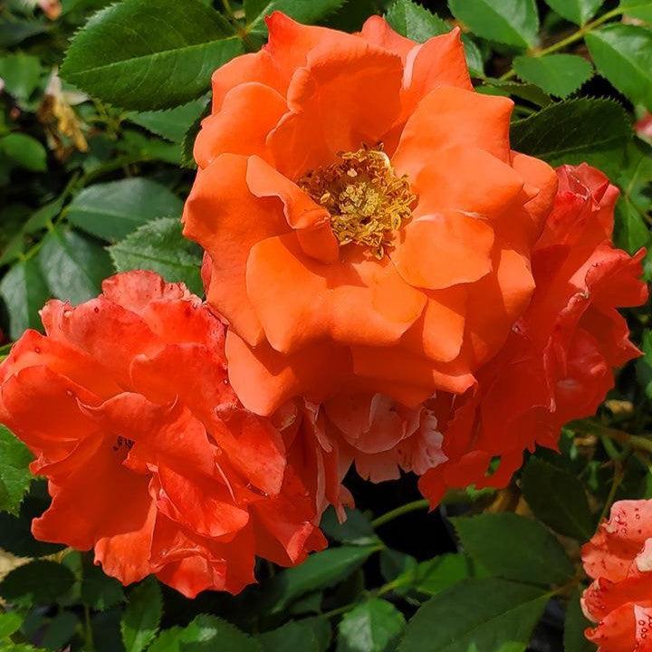 Rosa - First Editions® Patriot Dream Rose