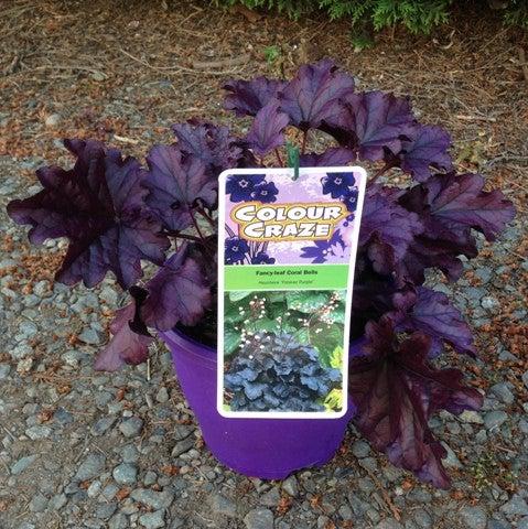 Heuchera x - Forever® Purple Coral Bells