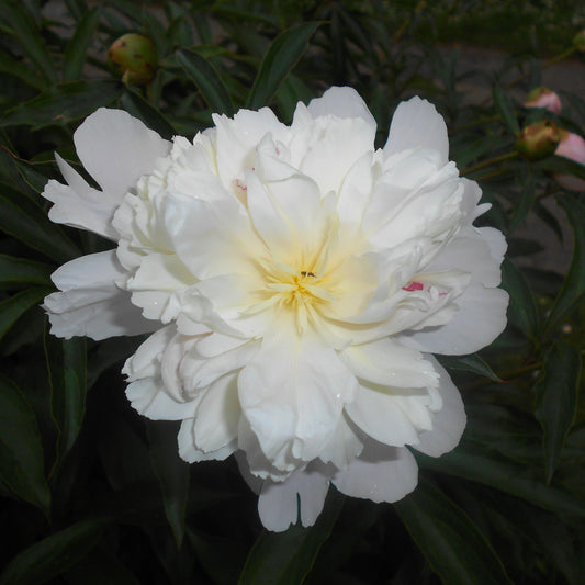 Paeonia lactiflora - Duchesse de Nemours Peony