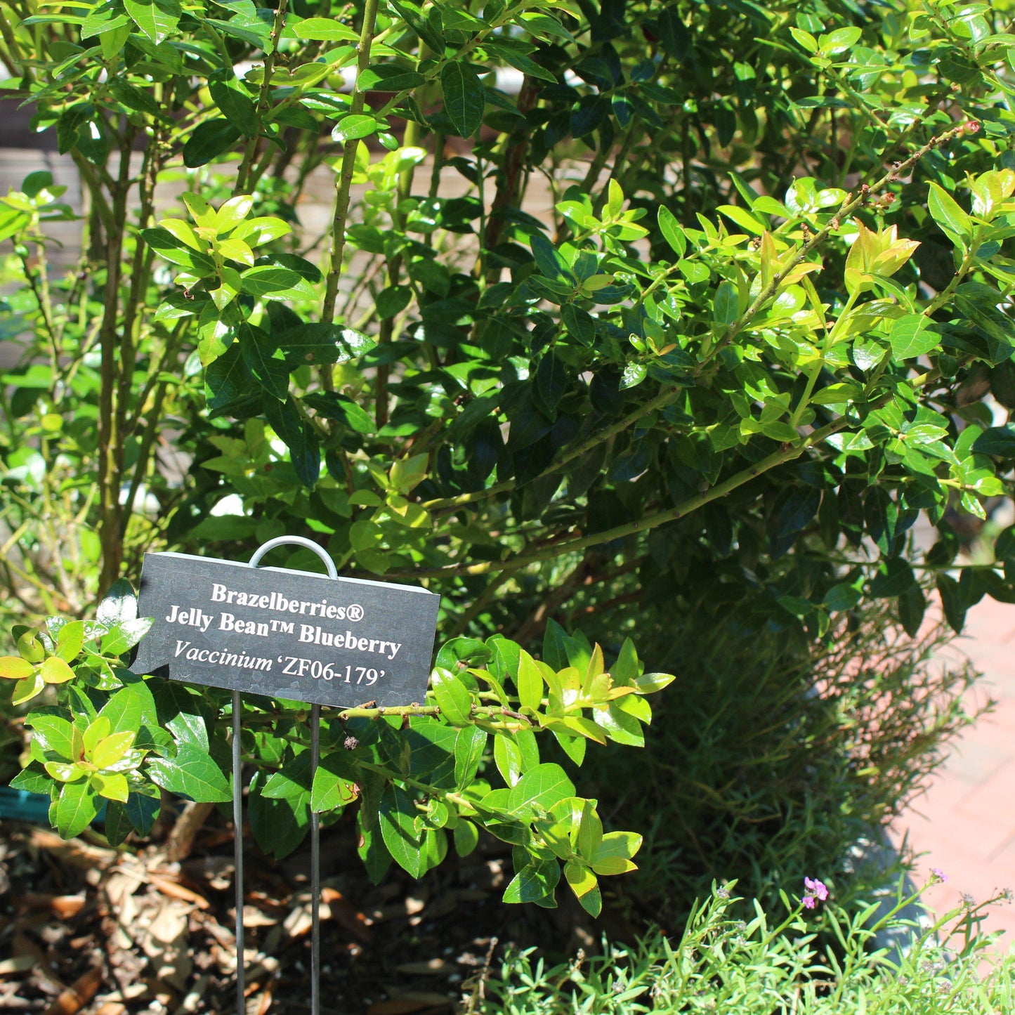 Vaccinium x - Jelly Bean® Blueberry