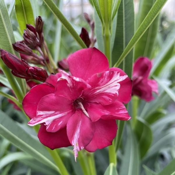 Nerium oleander - OLÉ!™ Bicolor Red Oleander