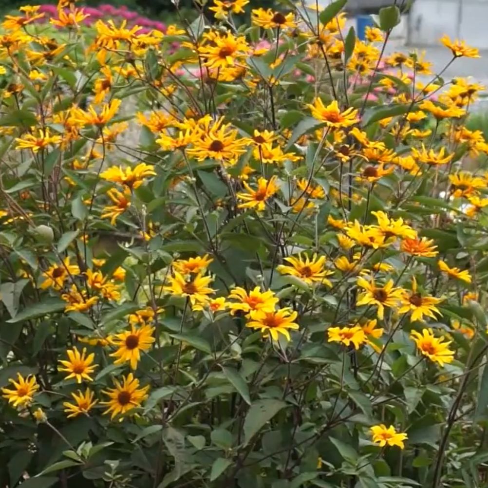 Heliopsis helianthoides var. scabra - Burning Hearts False Sunflower