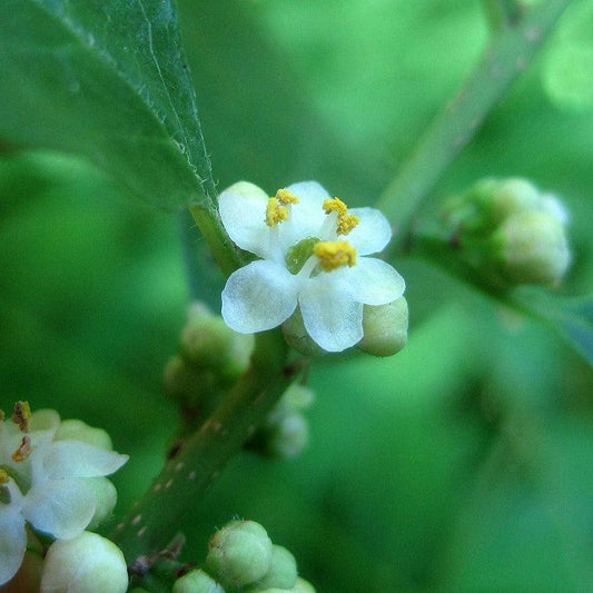 Ilex verticillata- Jim Dandy Winterberry