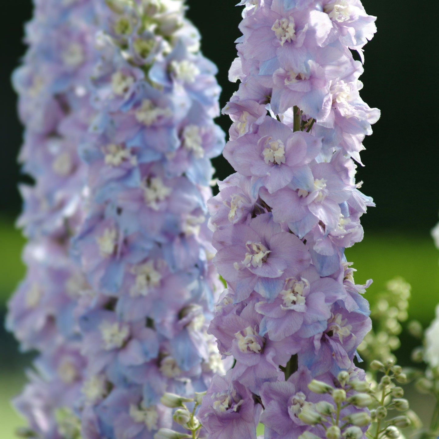 Delphinium elatum - Guardian Lavender Delphinium