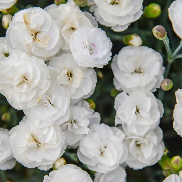 Dianthus -  PW® Fruit Punch® Whipped Cream Dianthus