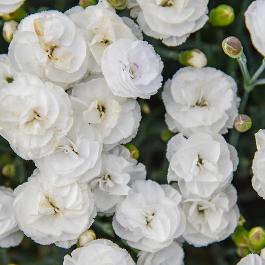 Dianthus -  PW® Fruit Punch® Whipped Cream Dianthus