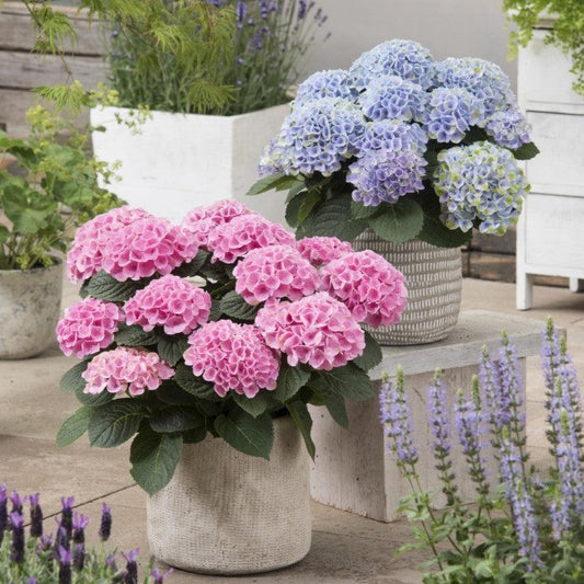 Hydrangea macrophylla - Magical® Elizabeth Ashley Hydrangea