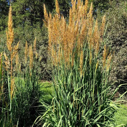 Sorghastrum nutans  -  Golden Sunset™ Indian Grass