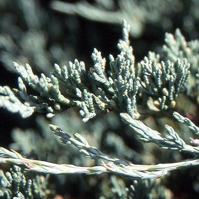 Juniperus horizontalis - Bar Harbor Juniper