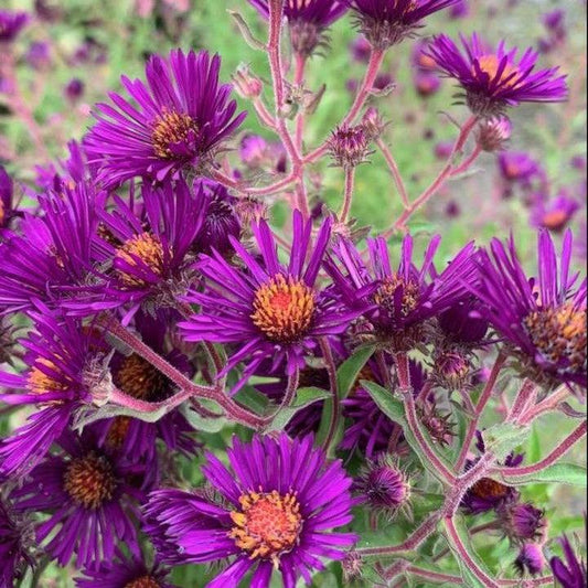 Aster novae-angliae - Night Eyes New England Aster