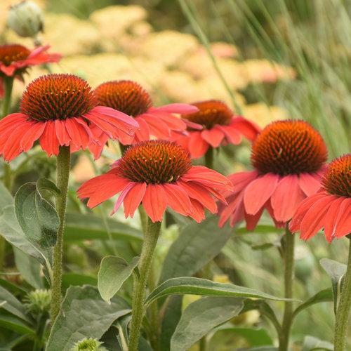 Echinacea - Color Coded® Frankly Scarlet Echinacea