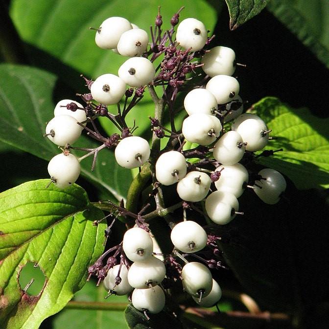 Cornus sericea - Bailey Red Twig Dogwood