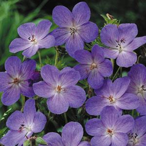 Geranium - Johnson's Blue Cranesbill