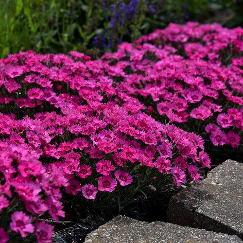 Dianthus - Paint the Town Fancy Dianthus