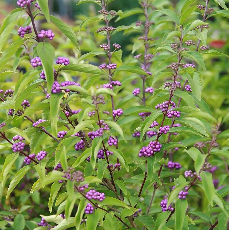 Callicarpa dichotoma - Early Amethyst Beautyberry