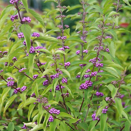 Callicarpa dichotoma - Early Amethyst Beautyberry