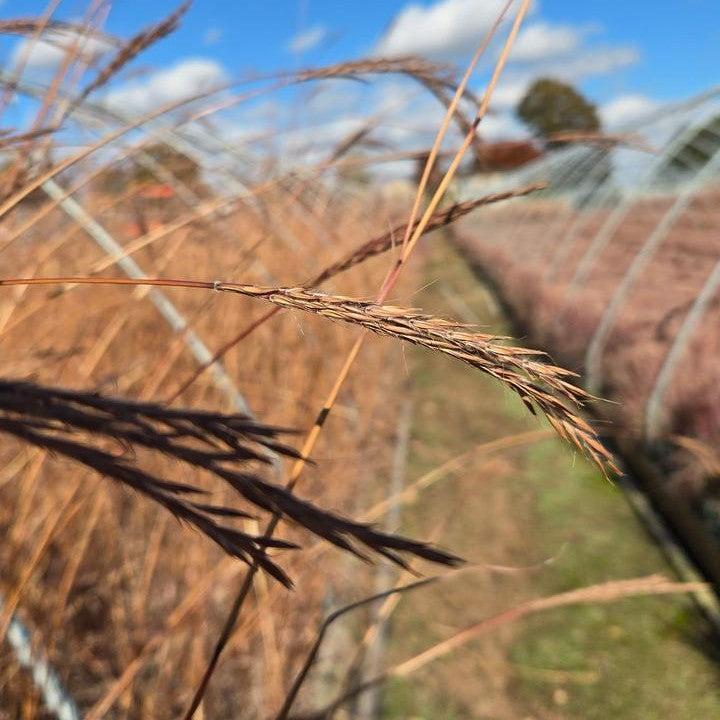 Andropogon gerardii - Dancing Wind Big Bluestem
