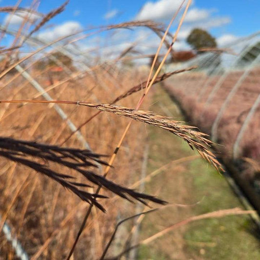 Andropogon gerardii - Dancing Wind Big Bluestem