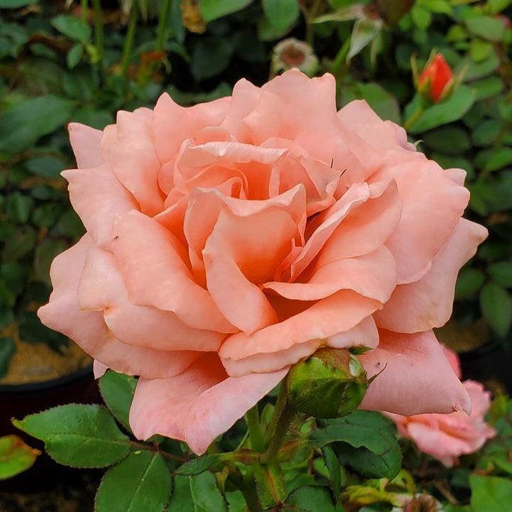 Rosa - Easy Elegance® Sweet Fragrance Rose