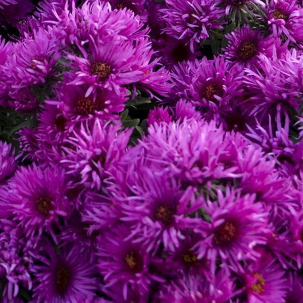 Aster novae-angliae - Pink Crush Aster