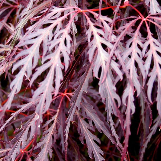 Acer palmatum var. dissectum - Crimson Queen Japanese Maple