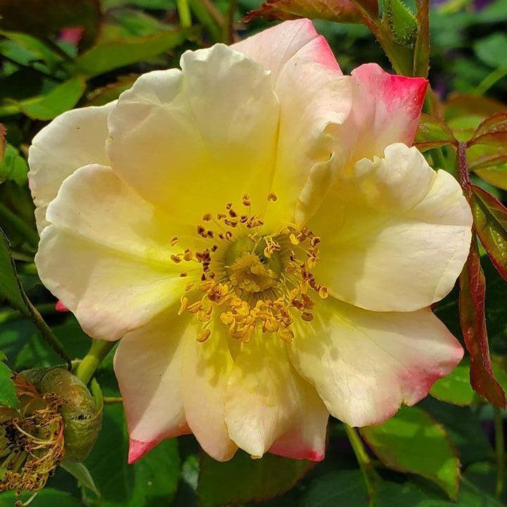 Rosa - Campfire Rose