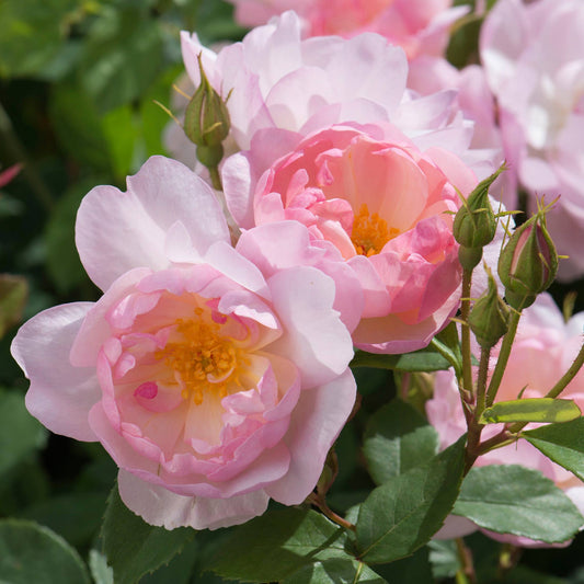 Rosa - Scarborough Fair Rose