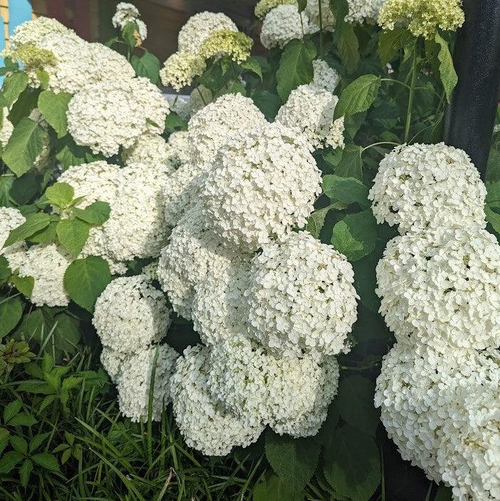 Hydrangea arborescens - Mophead Hydrangea, Annabelle Hydrangea