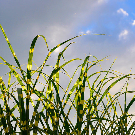 Miscanthus sinensis - Bandwidth Maiden Grass
