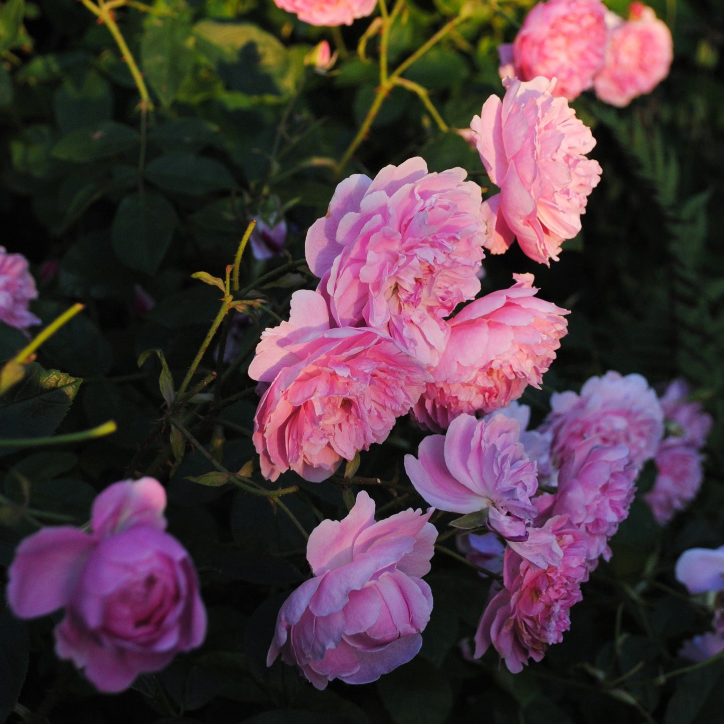 Rosa - Harlow Carr Rose