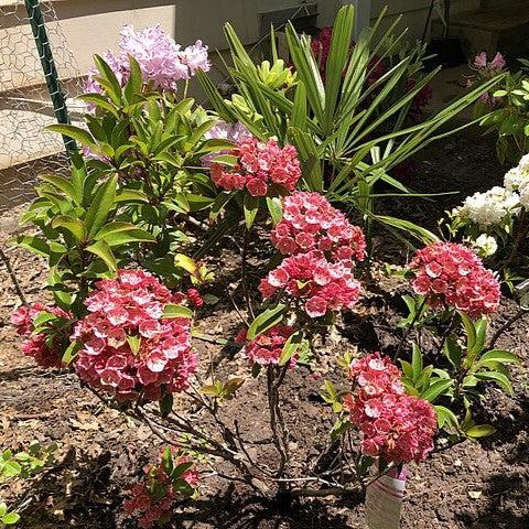 Kalmia latifolia - Raspberry Glow Mountain Laurel