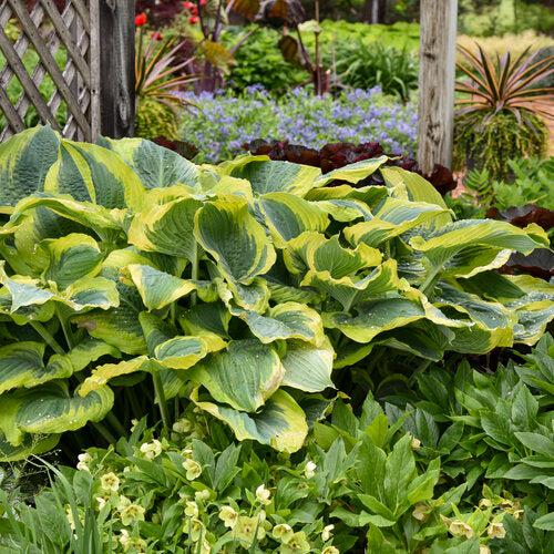 Hosta - PW® Shadowland® Seducer Hosta