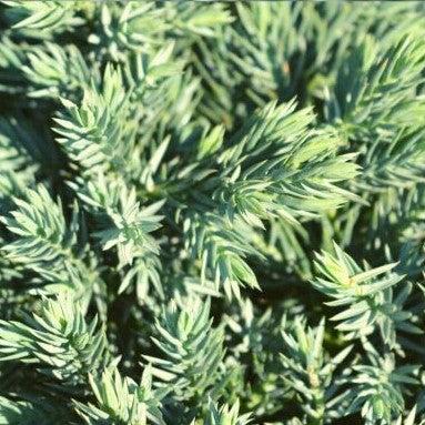 Juniperus squamata - Blue Star Juniper