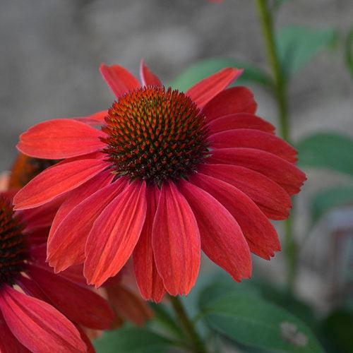 Echinacea - Color Coded® Frankly Scarlet Echinacea