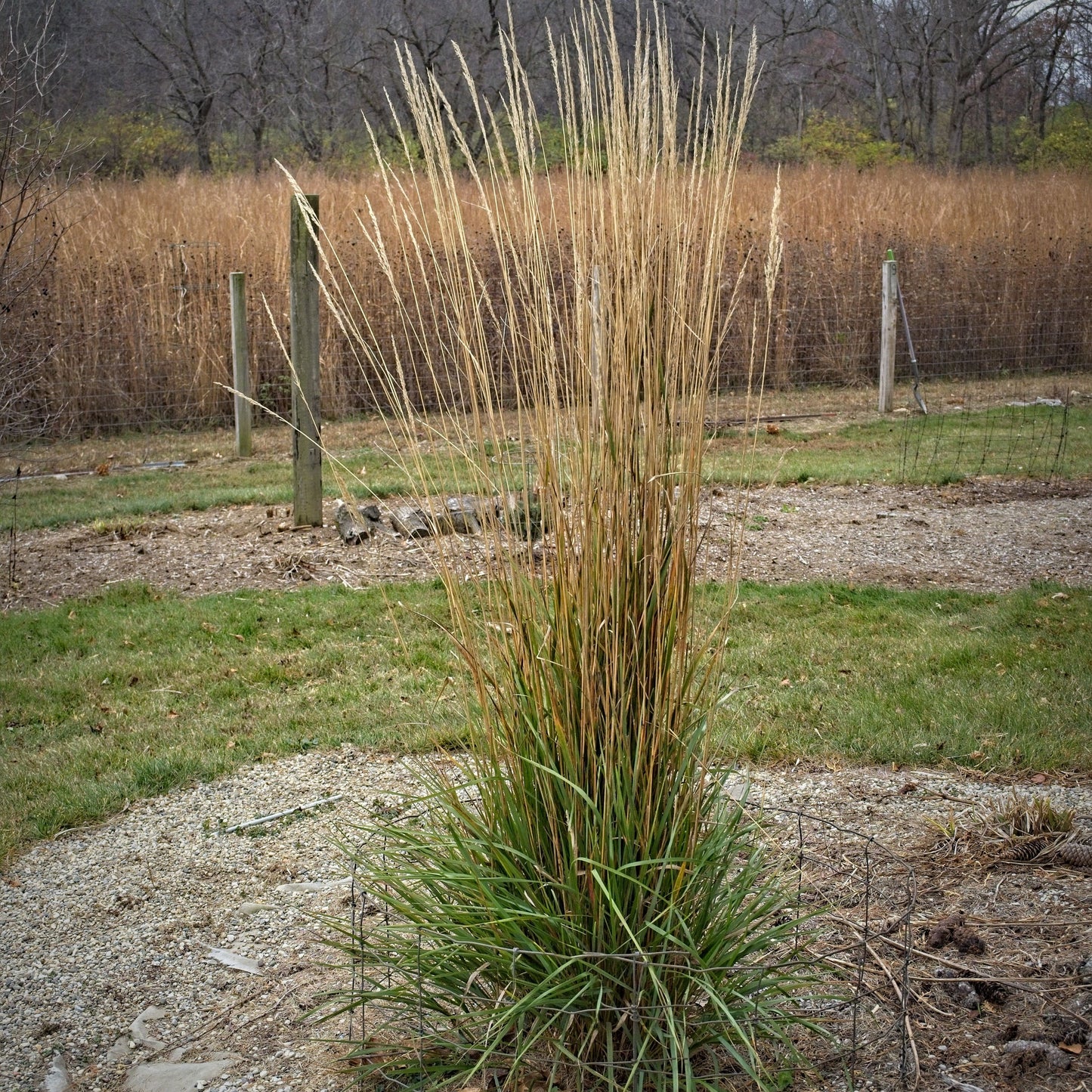Calamagrostis x acutiflora - Avalanche Feather Reed Grass