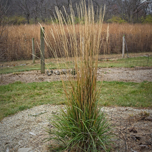 Calamagrostis x acutiflora - Avalanche Feather Reed Grass
