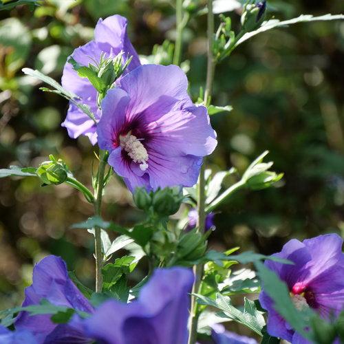 Hibiscus x - Paraplu Violet® Rose of Sharon