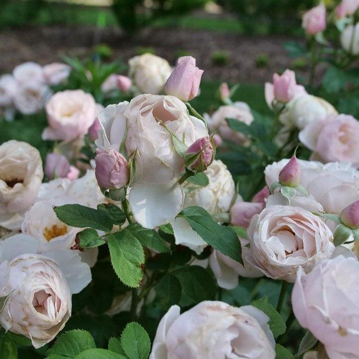 Rosa x - PW® Flavorette Pear'd® Rose