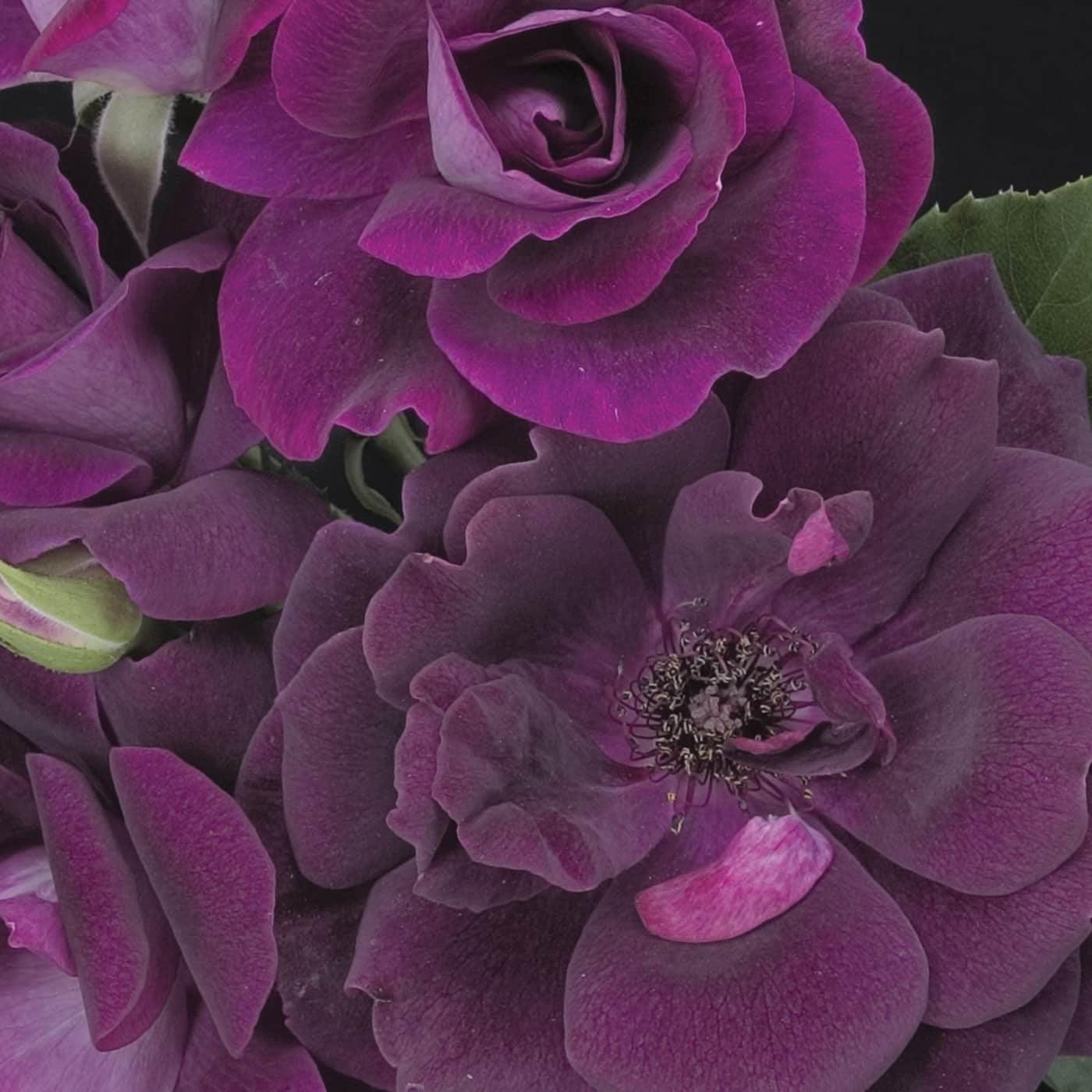 Rosa - Burgundy Iceberg Rose