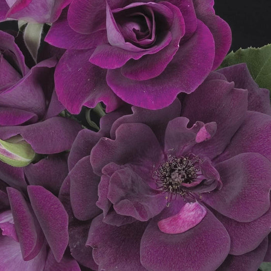 Rosa - Burgundy Iceberg Rose