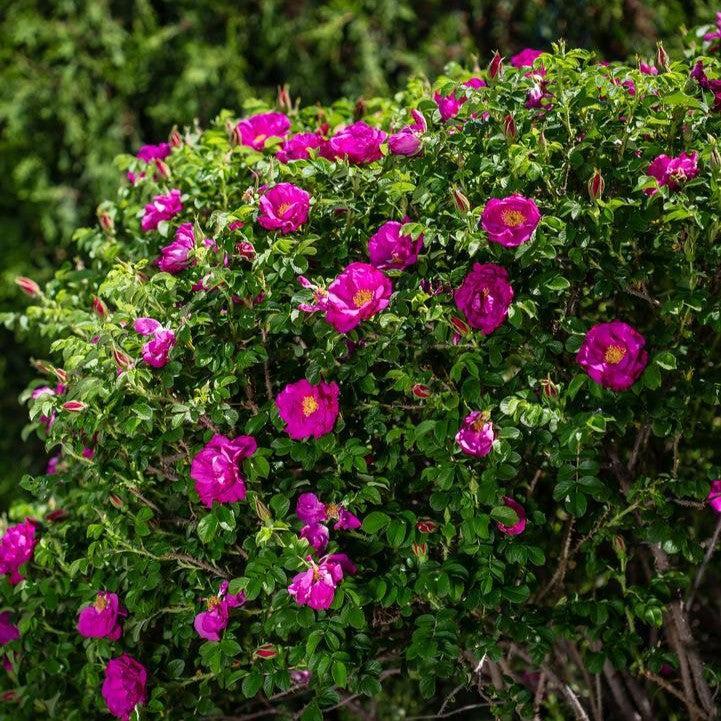 Rosa rugosa - Lotty's Love™ Rose
